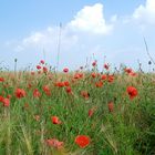 Rast inmitten von Mohnblumen