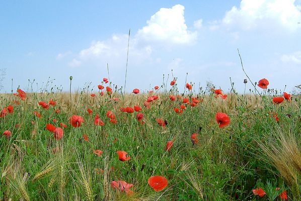 Rast inmitten von Mohnblumen