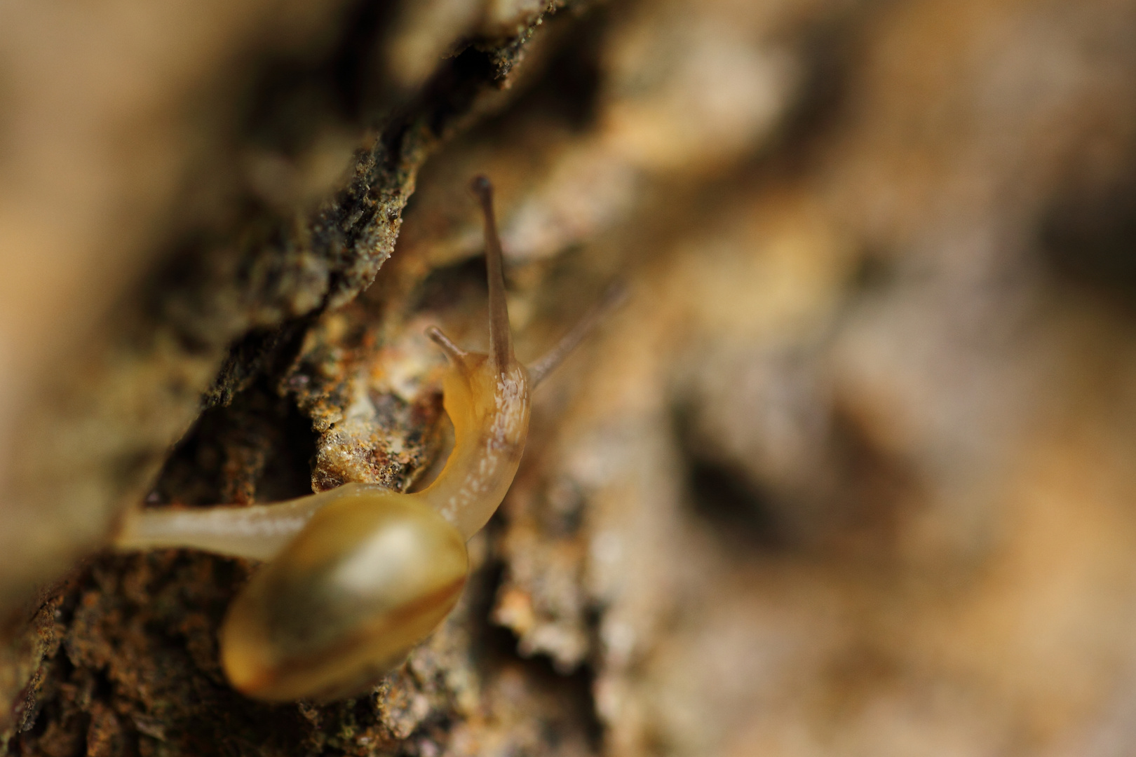 "Rast ne Schnecke um die Ecke!"