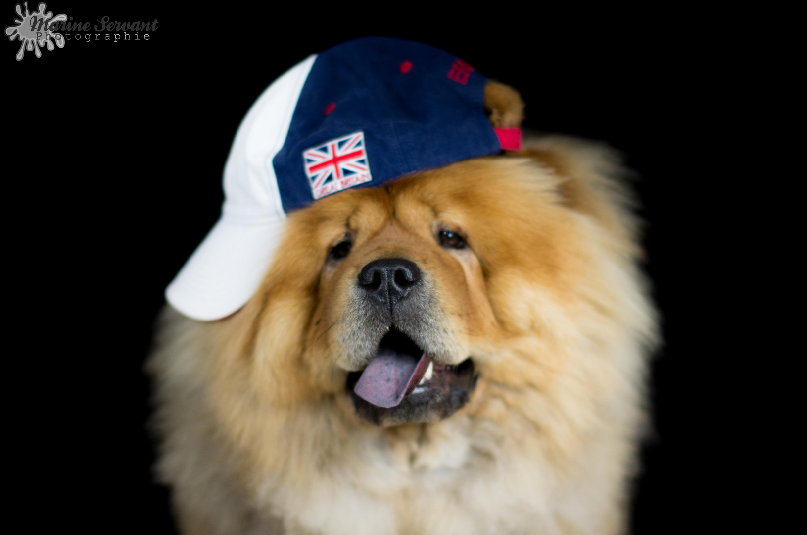 Rasta-ChowChow