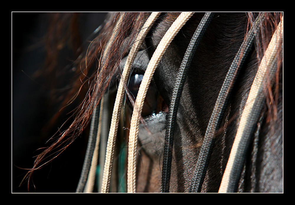 RaStA hOrSe