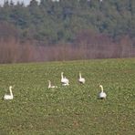 Rasten und Fressen im Feld 2