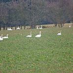 Rasten und Fressen im Feld 3