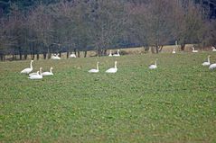 Rasten und Fressen im Feld 3