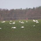 Rasten und Fressen im Feld