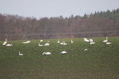 Rasten und Fressen im Feld