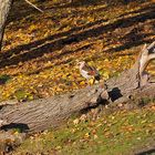 Rastende Nilgans im NSG Am Tibaum in den Lippeauen zwischen Hamm und Werne