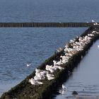 Rastende Seevögel auf einer Steinlahnung bei Hochwasser vor Spieka-Neufeld ...