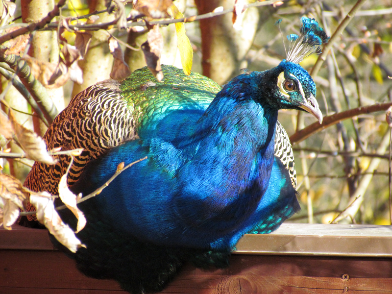 Rastender Pfau