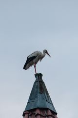 rastender Weißstorch