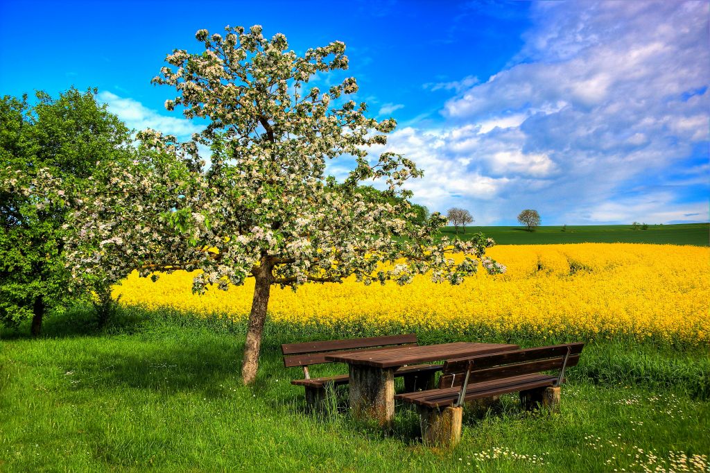 Rastplatz am Rapsfeld