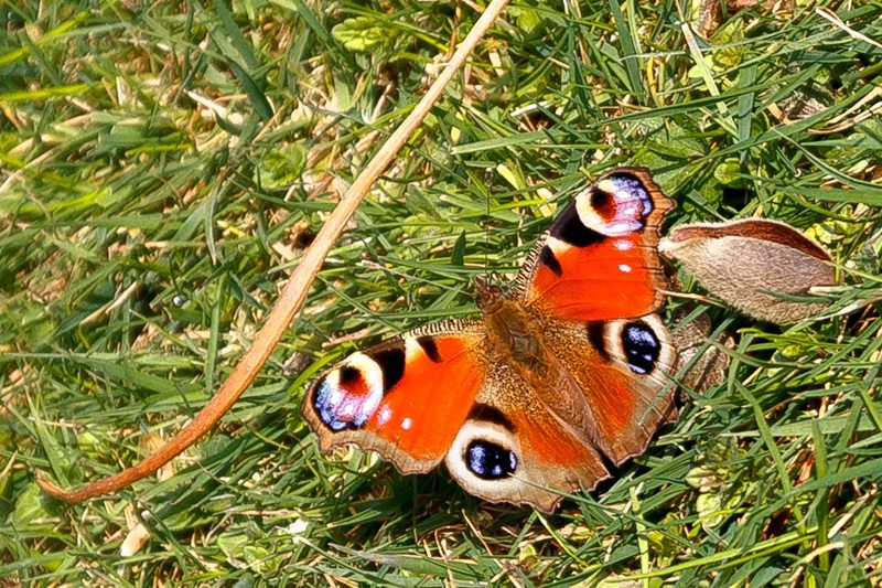 Rastplatz auf der Wiese