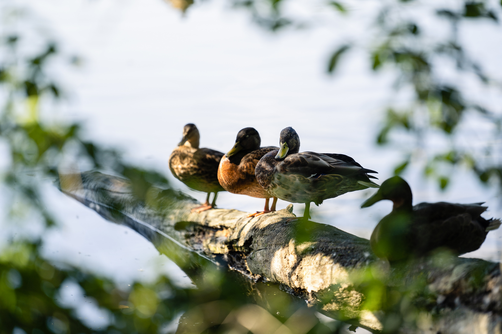 Rastplatz Fischteisch Riddagshausen