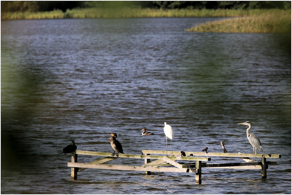 Rastplatz für Fischräuber