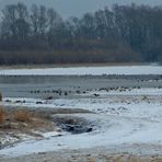 Rastplatz für Wasservögel an der Geschiebesperre der Leine in Hollenstedt / Northeim.