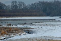 Rastplatz für Wasservögel an der Geschiebesperre der Leine in Hollenstedt / Northeim.