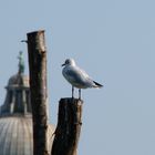 Rastplatz in Venedig