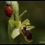 Rastplatz Kleine Spinnenragwurz