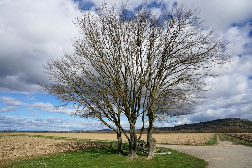 Rastplatz mit Blick auf den Tuniberg