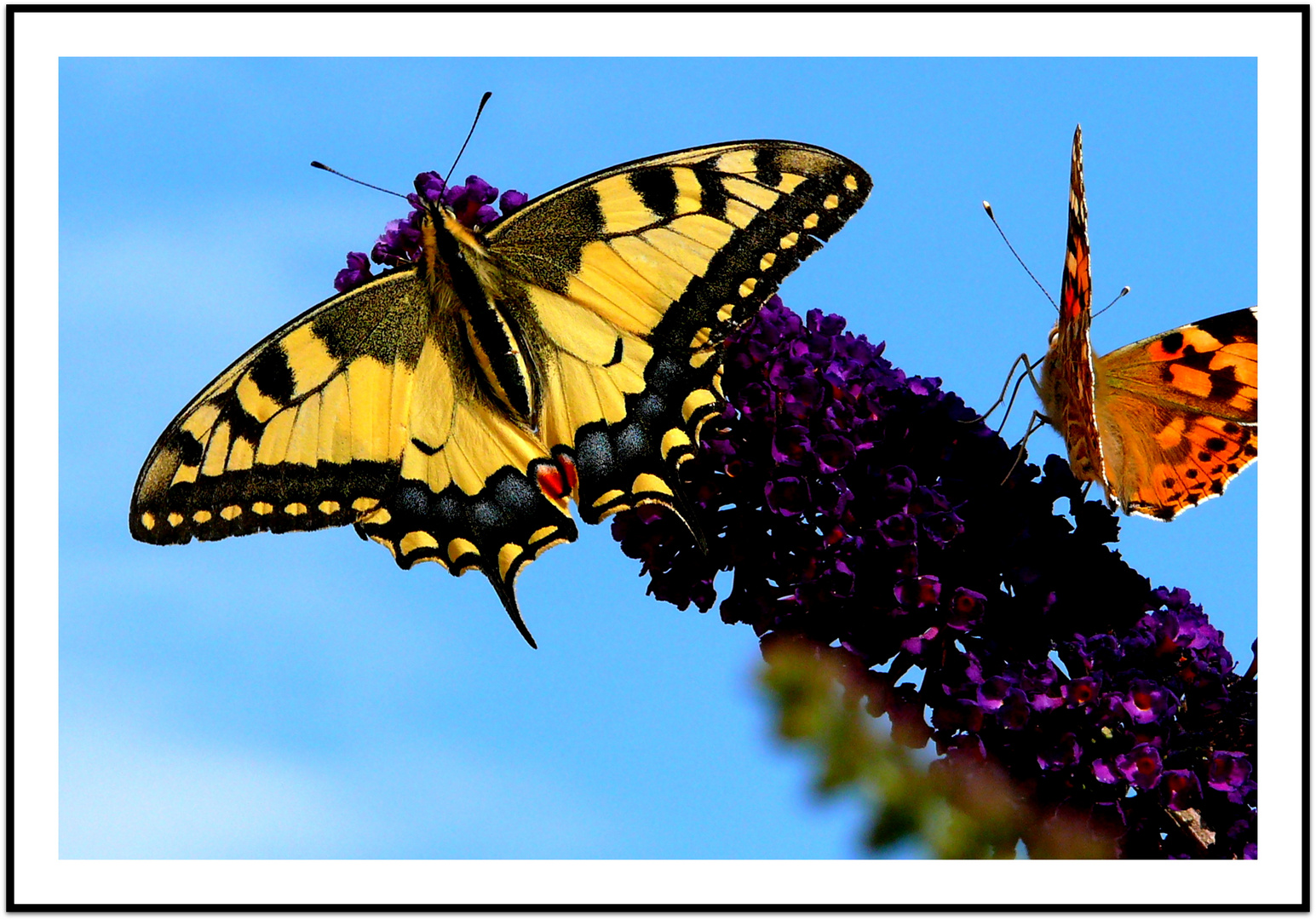 " Rastplatz - Sommerflieder "