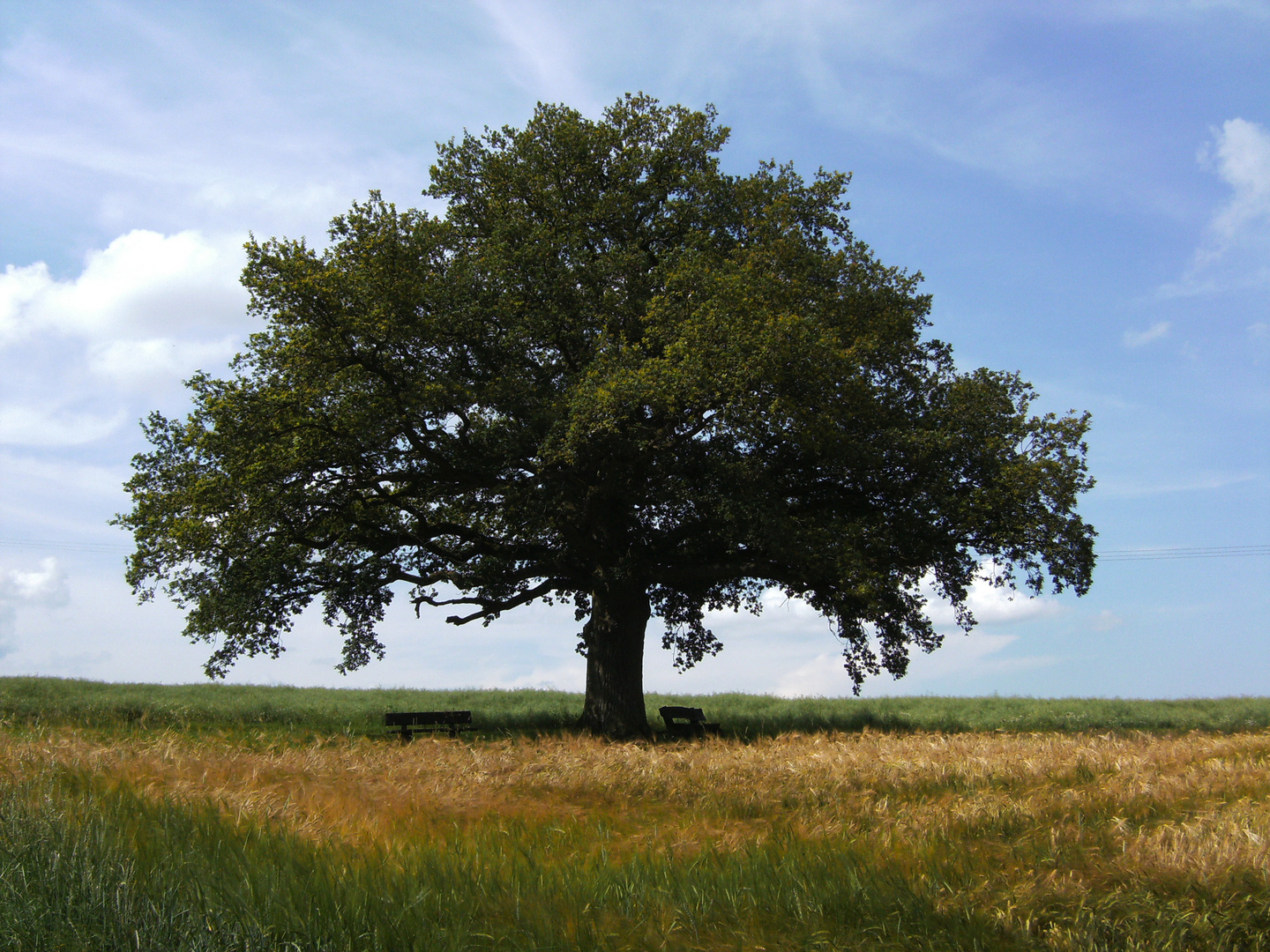 Rastplatz unterm Baum