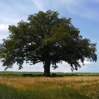 Rastplatz unterm Baum