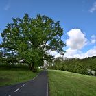 Rastplatz unterm Baum