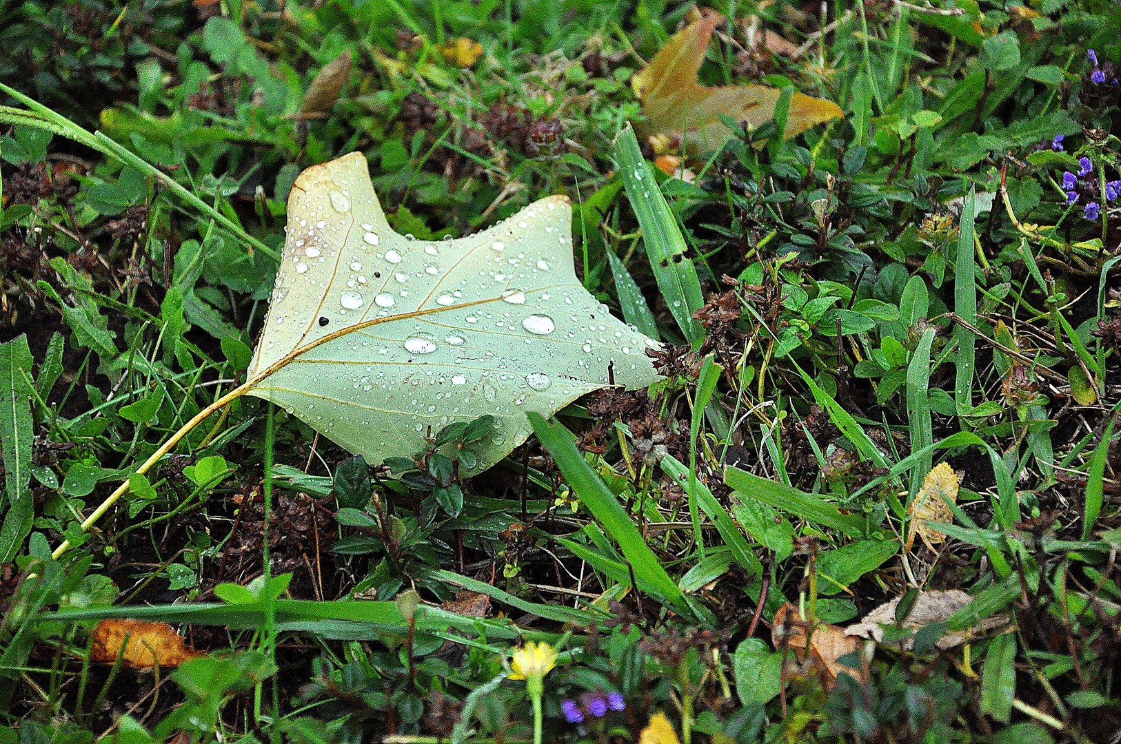 Rastro de Lluvia