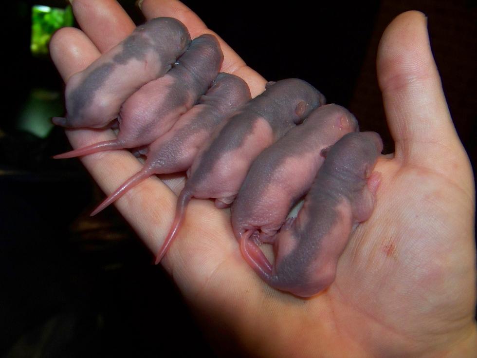 Rat Babies