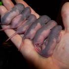 Rat Babies