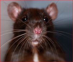 Rat