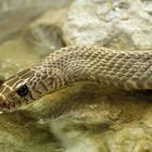 Rat Snake