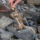 Ratatouille auf Fuerteventura