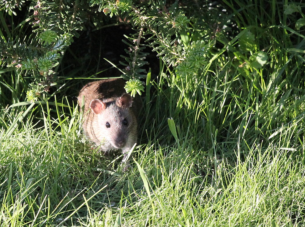 ...Ratatouille...oder neuer Untermieter