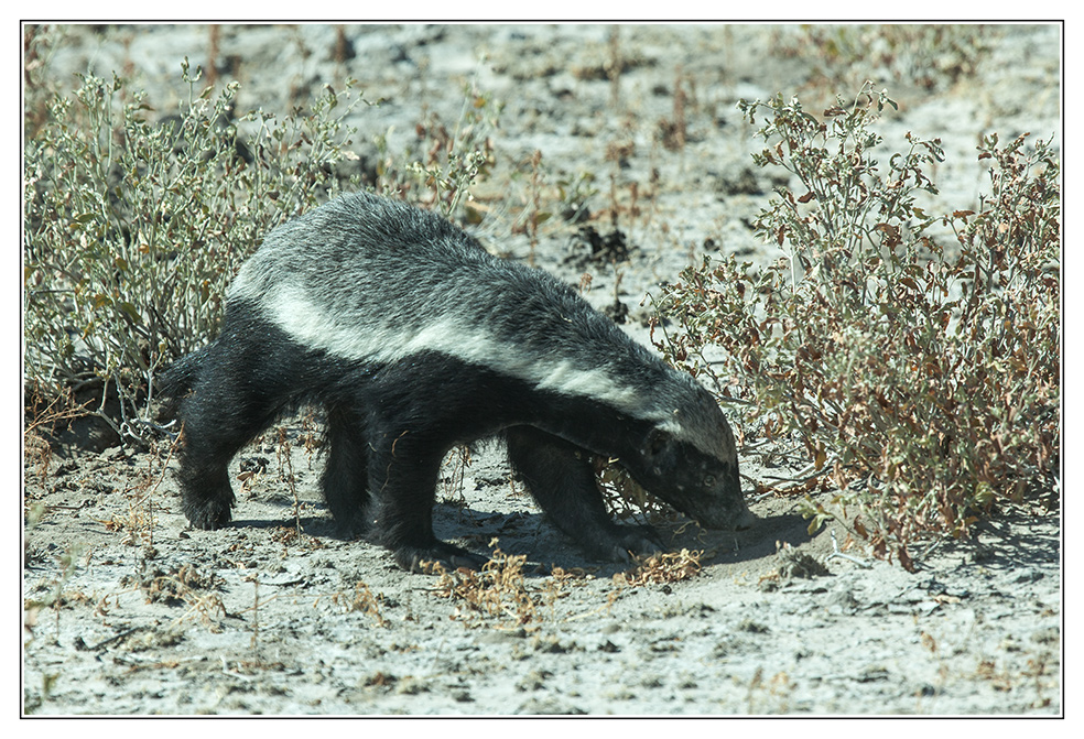 Ratel, Honey badger, Honigdachs