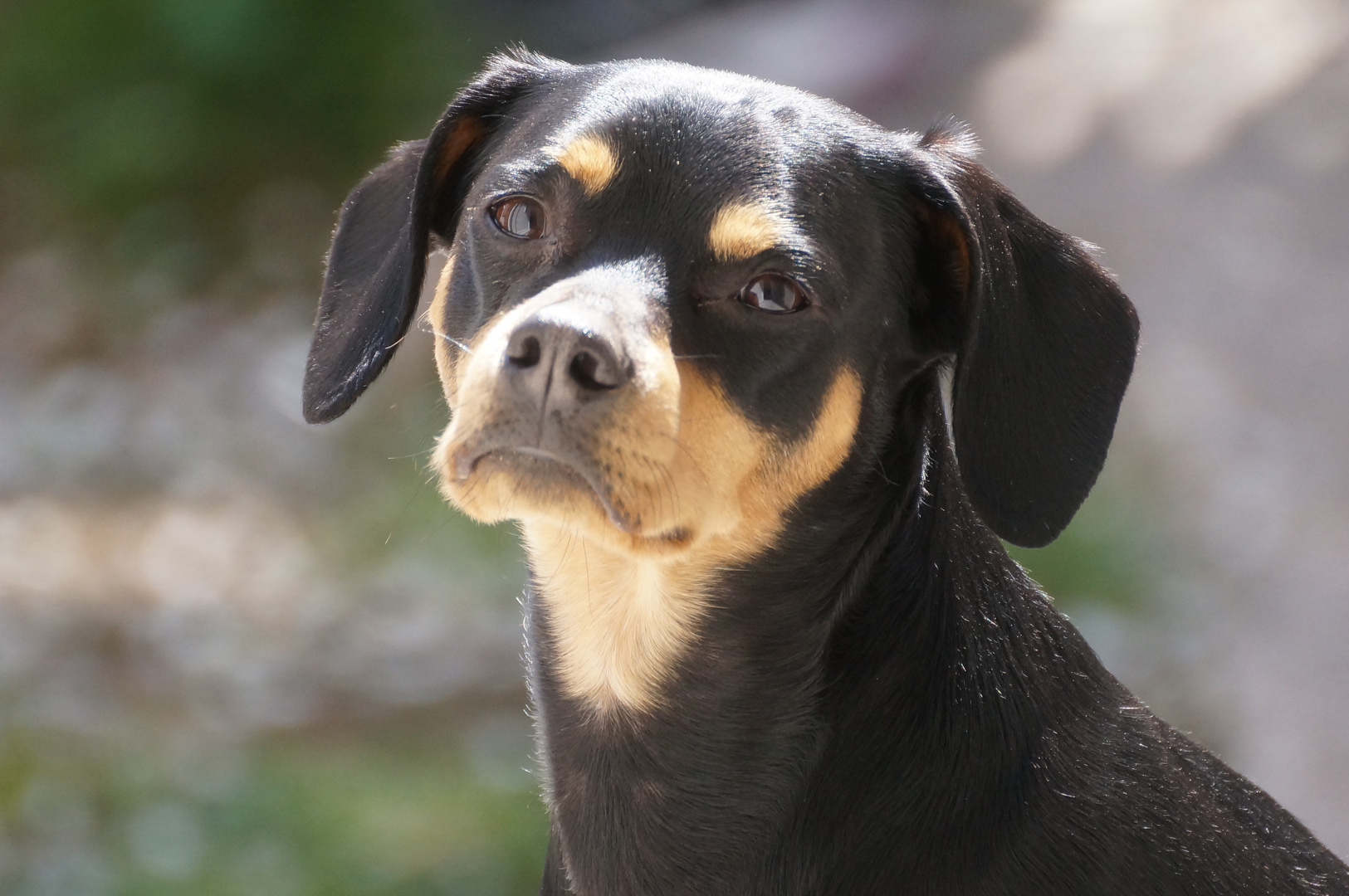 RateroMix Foto &amp; Bild tiere, haustiere, hunde Bilder auf