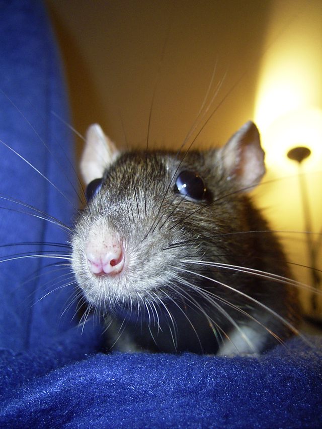 Ratface