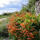 Rathlin Island 