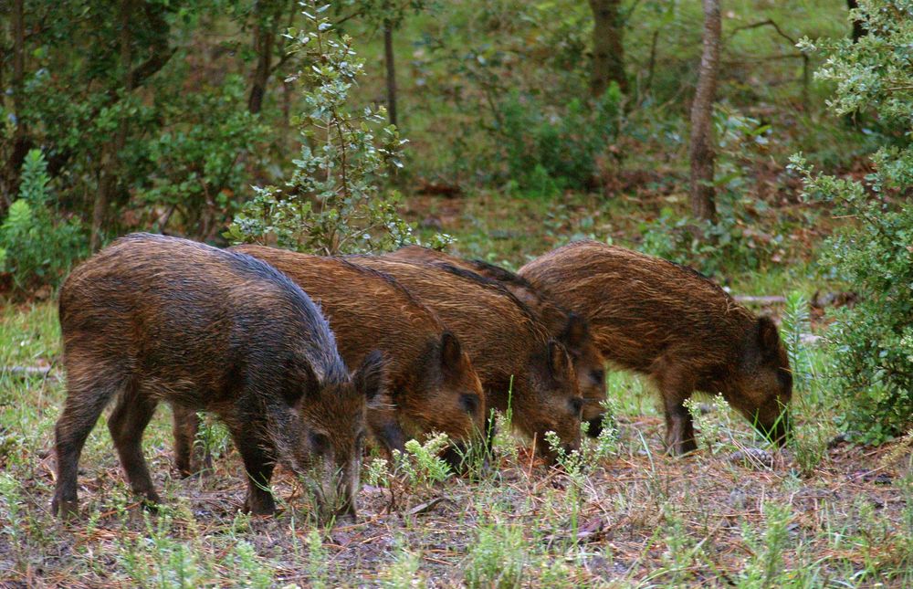 Ratissage en forêt de Jifasch32 