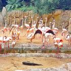 Ratlose Flamingos  und Pelikane