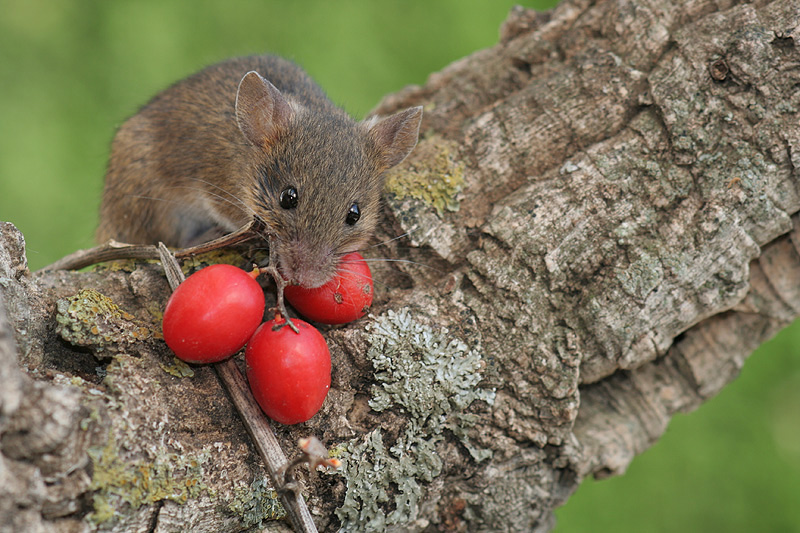 Raton de Campo Imagen & Foto | animales, animales salvajes, naturaleza