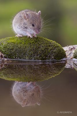 Ratoncito y su reflejo
