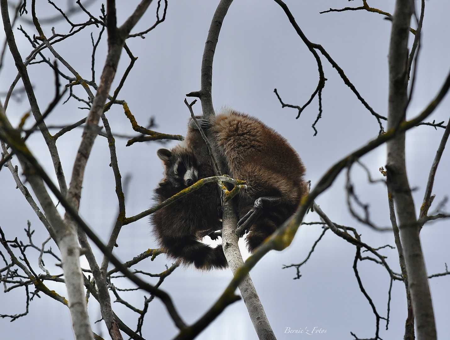 Ratons en amour sur l'arbre