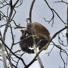 Ratons en amour sur l'arbre