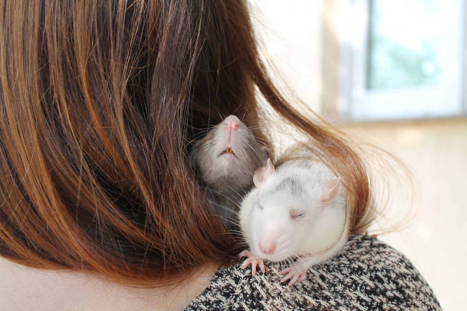 rats in hair