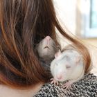 rats in hair