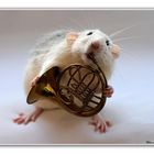 Rats - LISA -