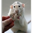 Rats - Mother Love 2 -