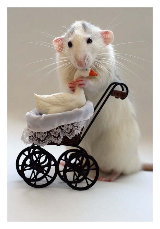 Rats - Mother Love -