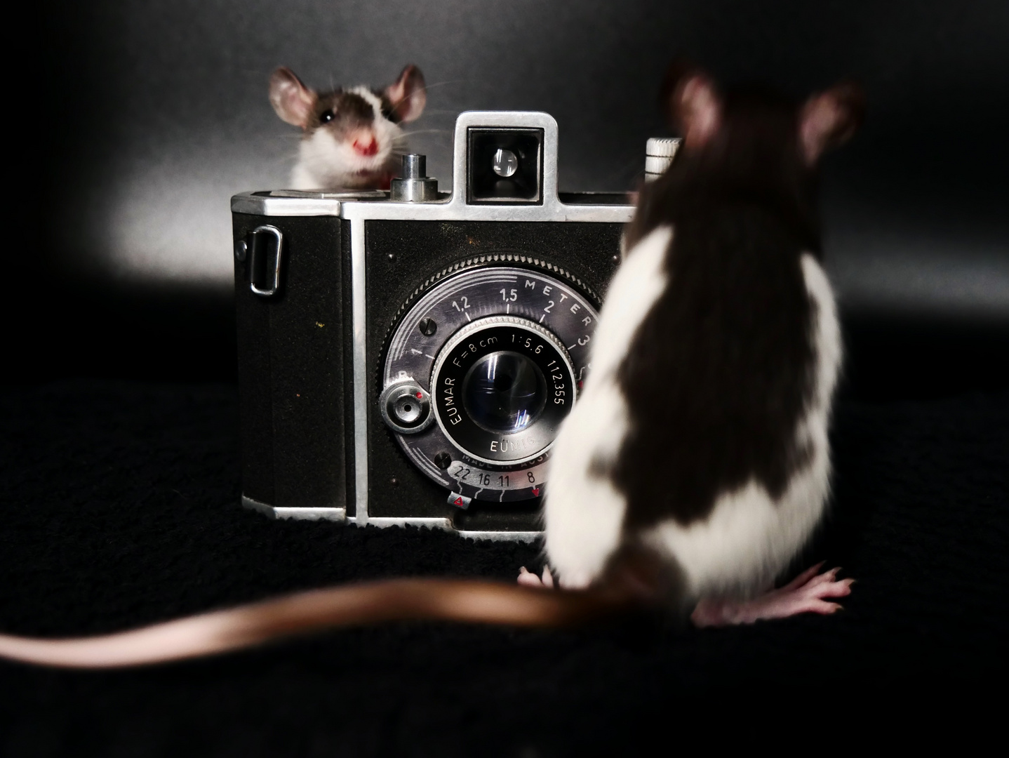 rats on camera